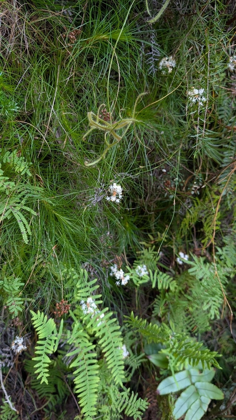 Alania cunninghamii photo 6