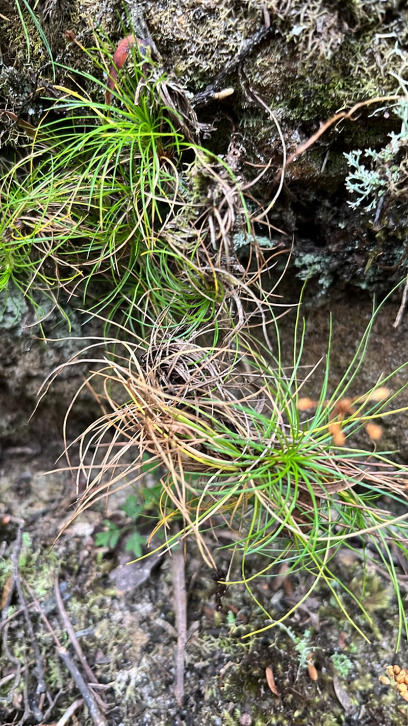 Alania cunninghamii photo 8