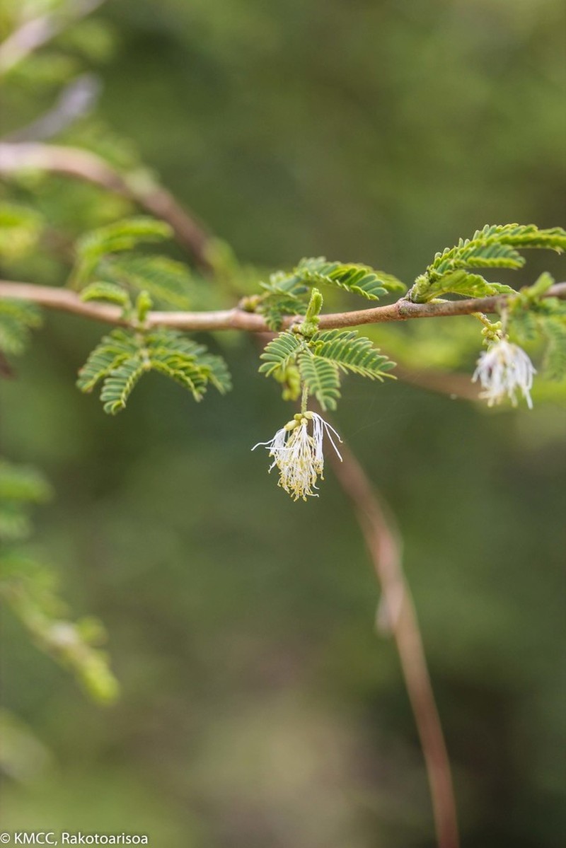 Alantsilodendron alluaudianum