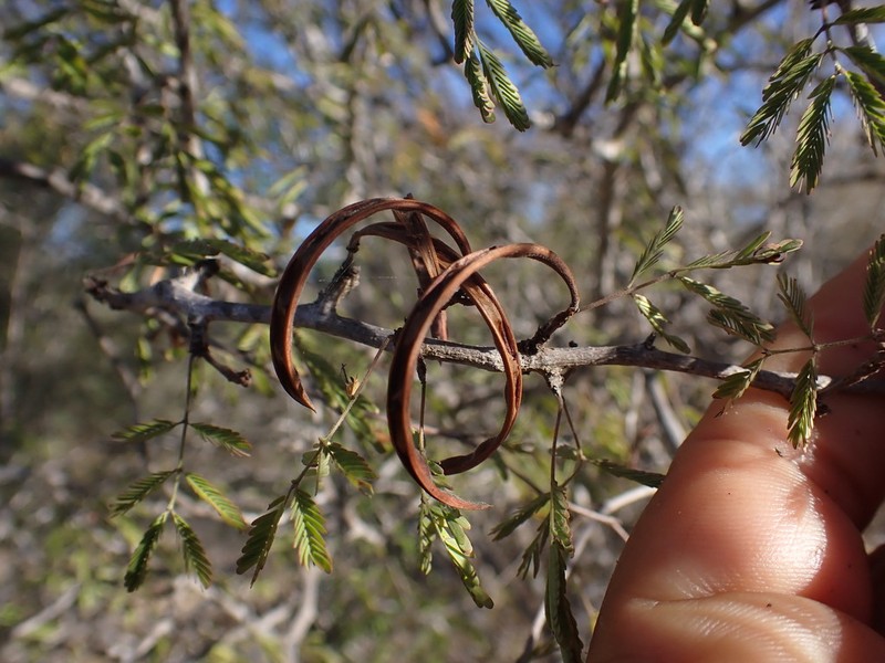 Alantsilodendron alluaudianum photo 2