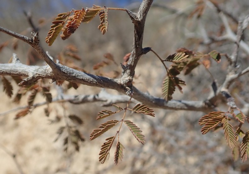 Alantsilodendron alluaudianum photo 3