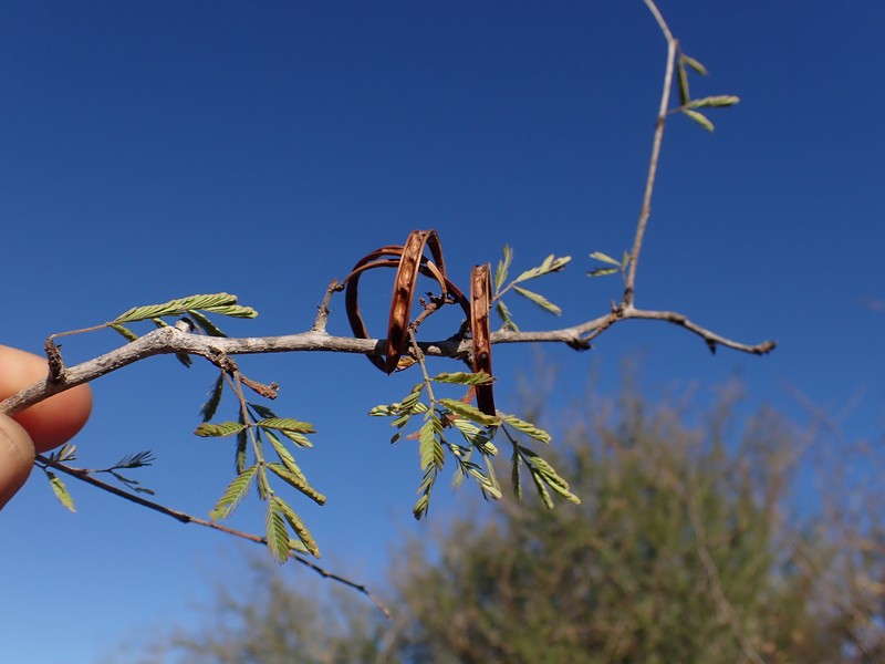 Alantsilodendron alluaudianum photo 4