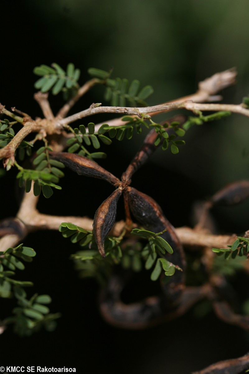 Alantsilodendron brevipes photo 2