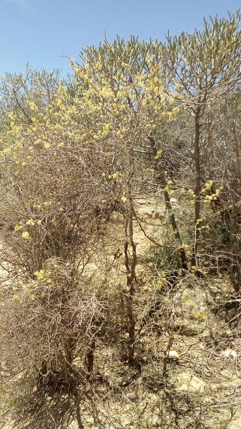 Alantsilodendron decaryanum