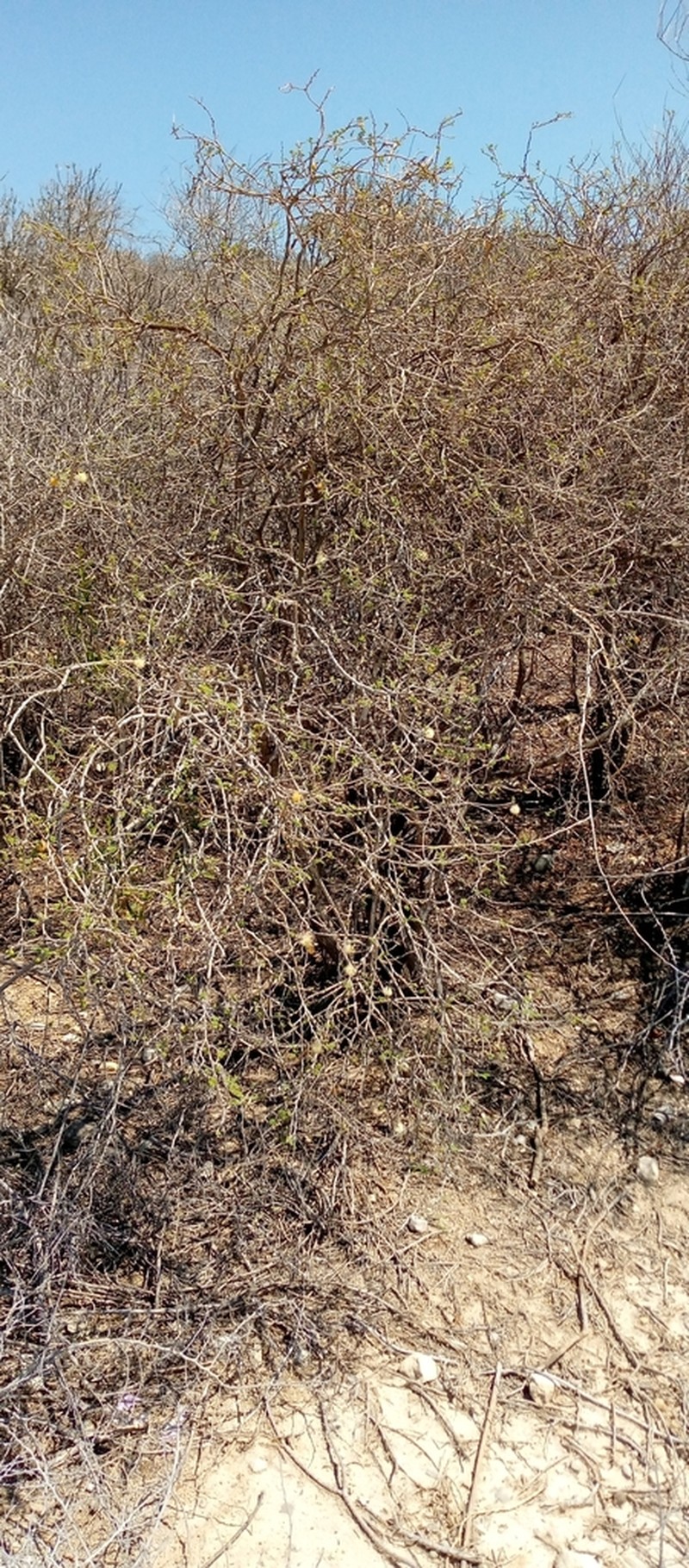 Alantsilodendron decaryanum photo 2