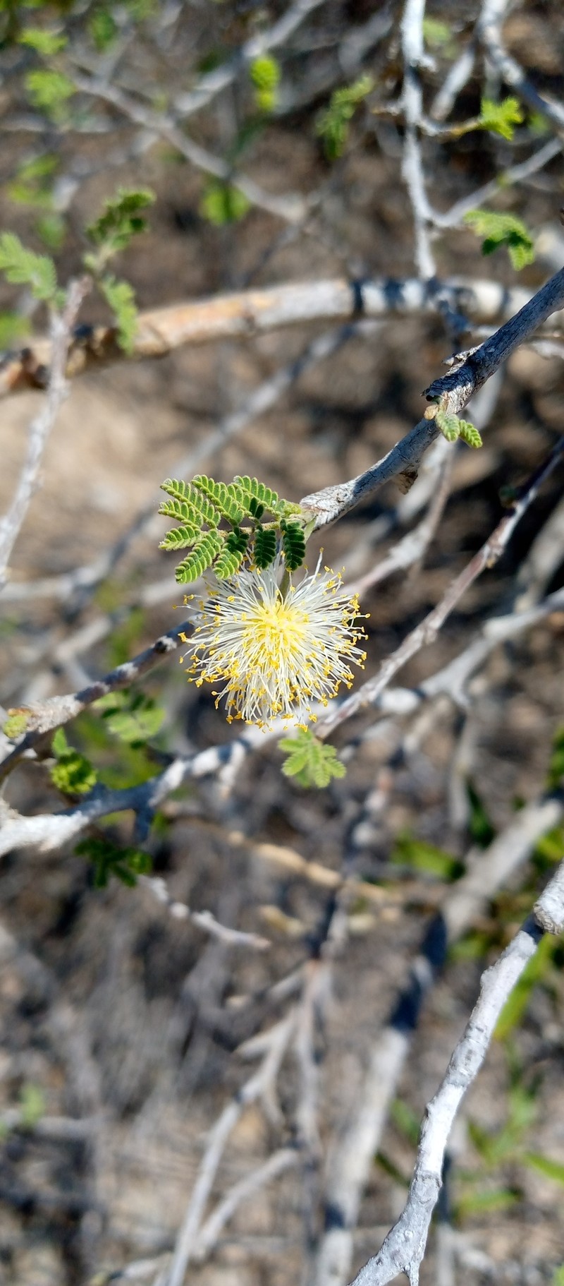 Alantsilodendron decaryanum photo 3