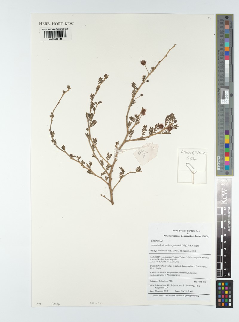 Alantsilodendron decaryanum photo 4