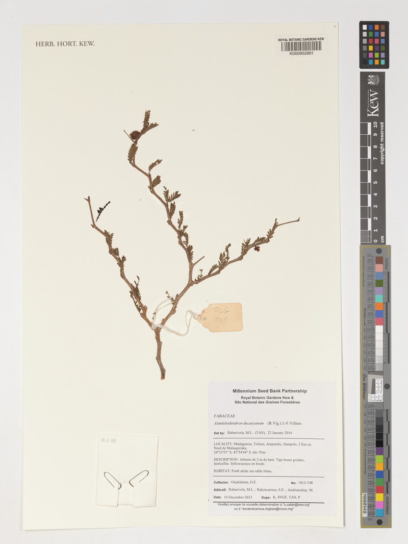 Alantsilodendron decaryanum photo 5