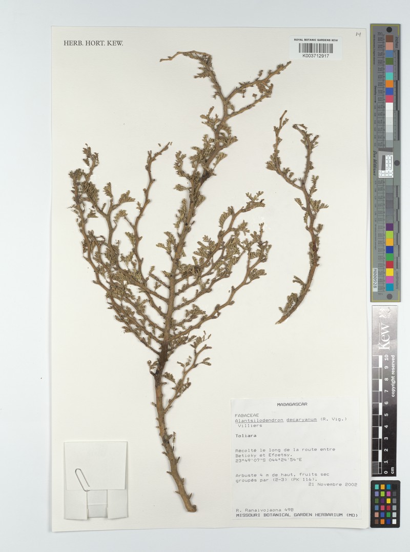 Alantsilodendron decaryanum photo 6