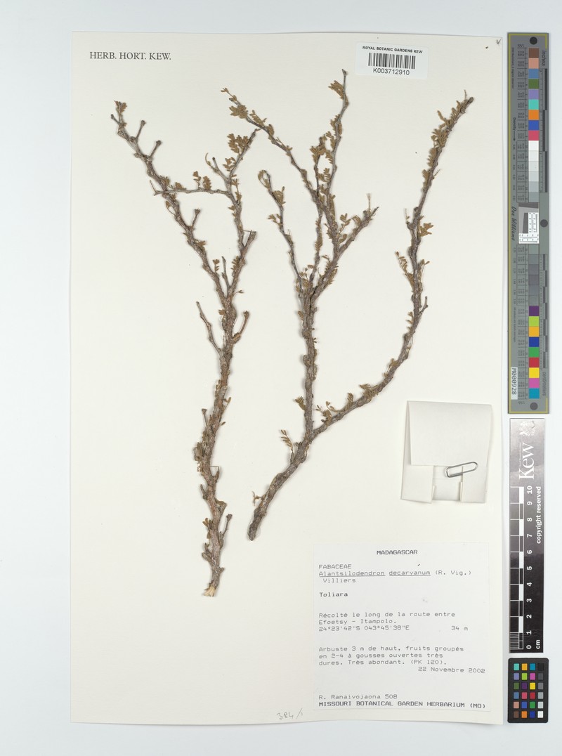 Alantsilodendron decaryanum photo 7