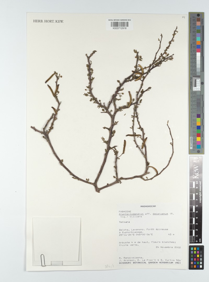 Alantsilodendron decaryanum photo 8