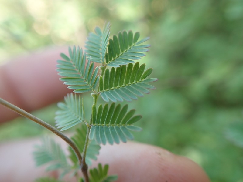 Alantsilodendron glomeratum