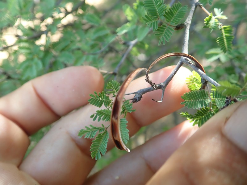 Alantsilodendron glomeratum photo 2