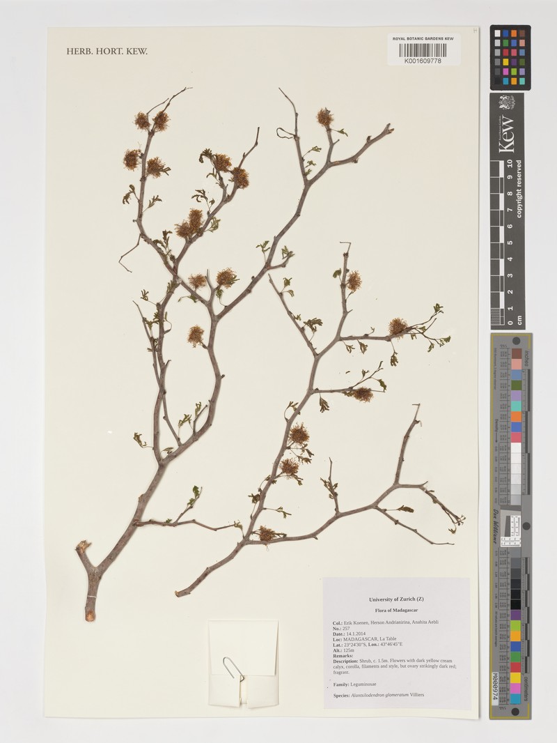 Alantsilodendron glomeratum photo 3