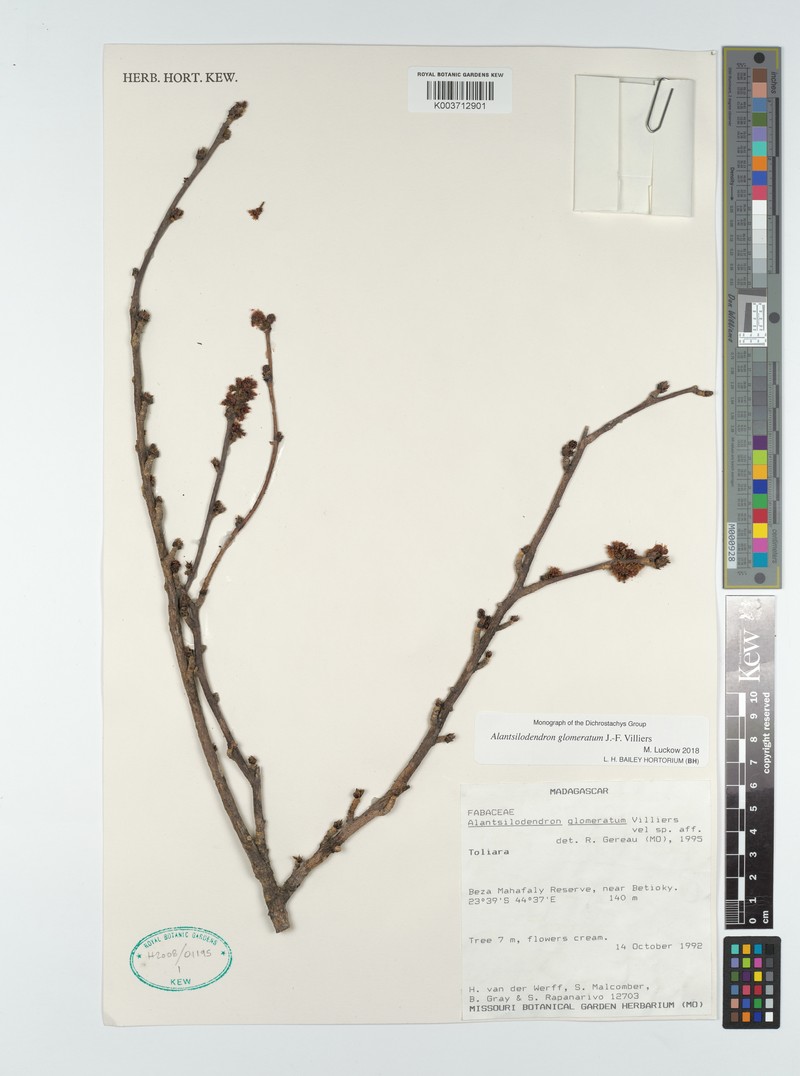 Alantsilodendron glomeratum photo 4