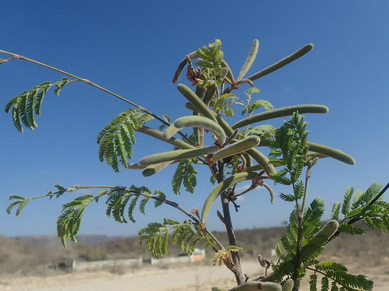 Alantsilodendron humbertii photo 2