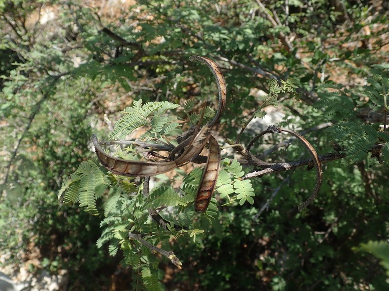 Alantsilodendron humbertii photo 4