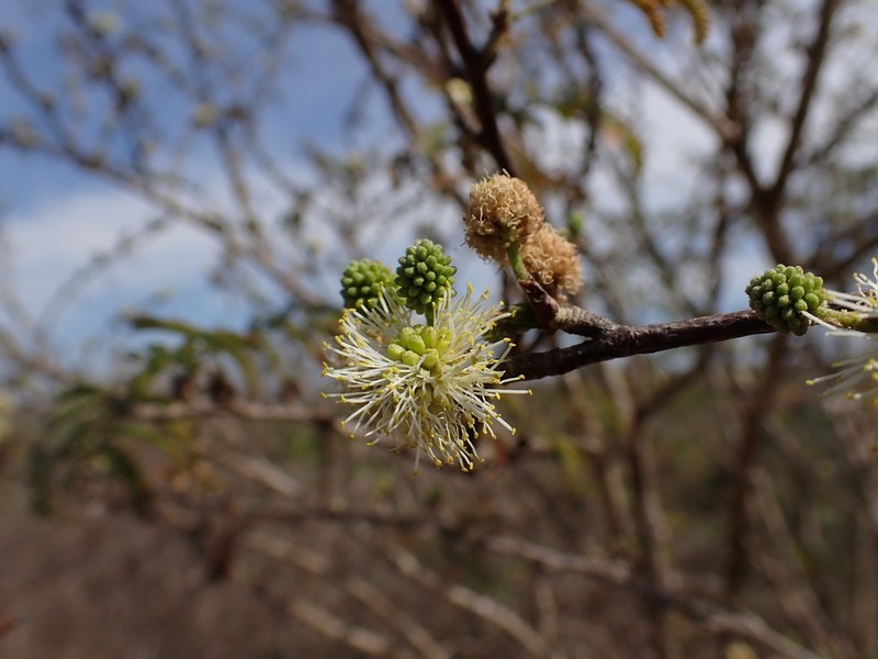 Alantsilodendron humbertii photo 6