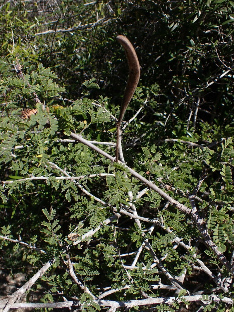 Alantsilodendron mahafalense photo 3