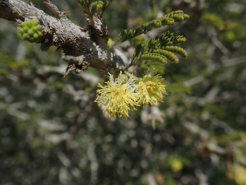 Alantsilodendron pilosum
