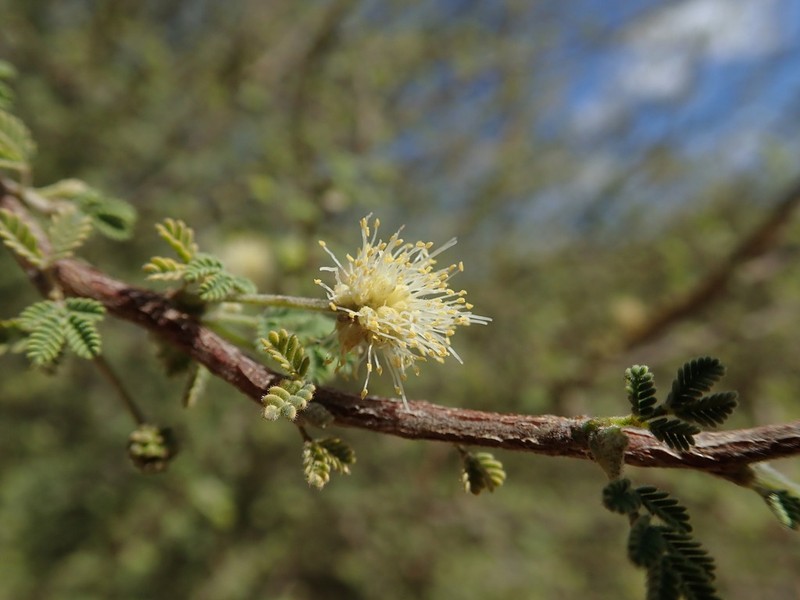 Alantsilodendron pilosum photo 3