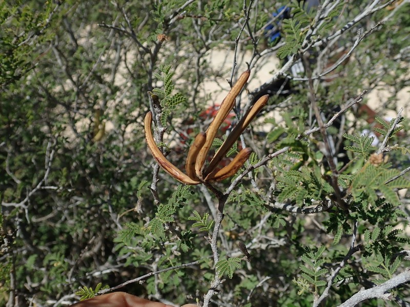 Alantsilodendron pilosum photo 4