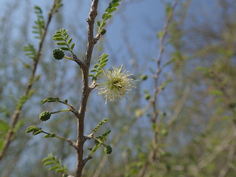 Alantsilodendron pilosum photo 5