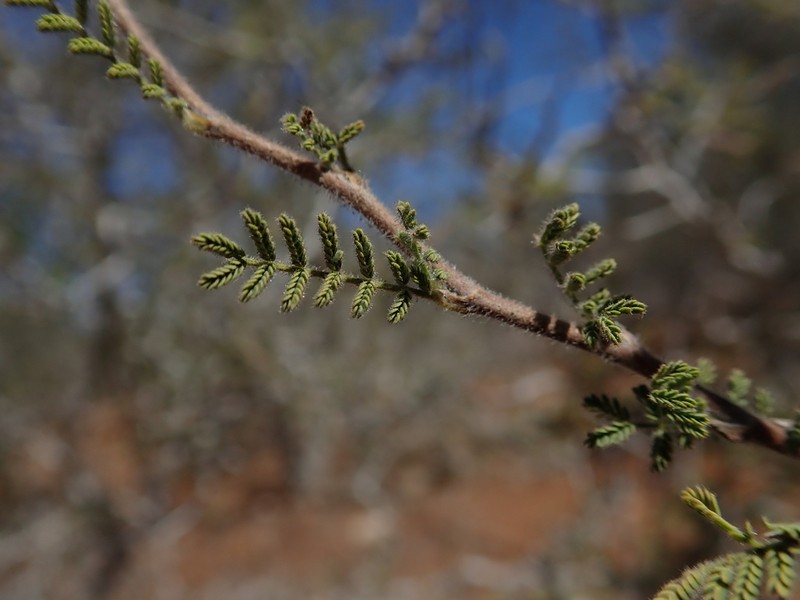 Alantsilodendron pilosum photo 6