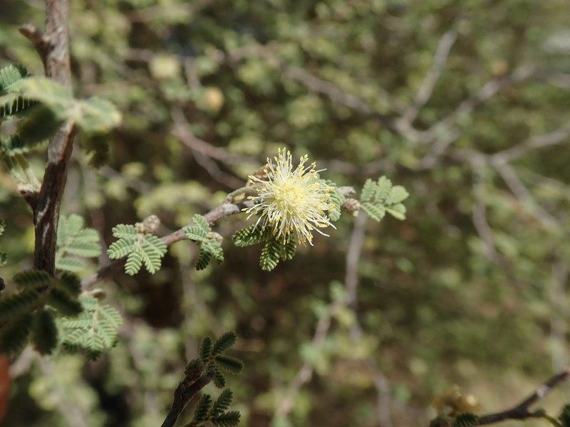 Alantsilodendron pilosum photo 7