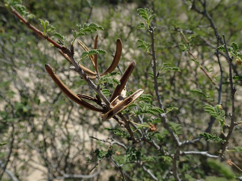 Alantsilodendron pilosum photo 8