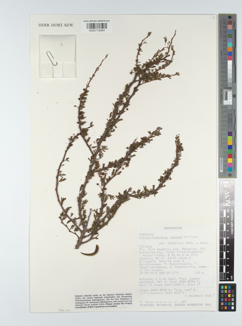 Alantsilodendron ramosum
