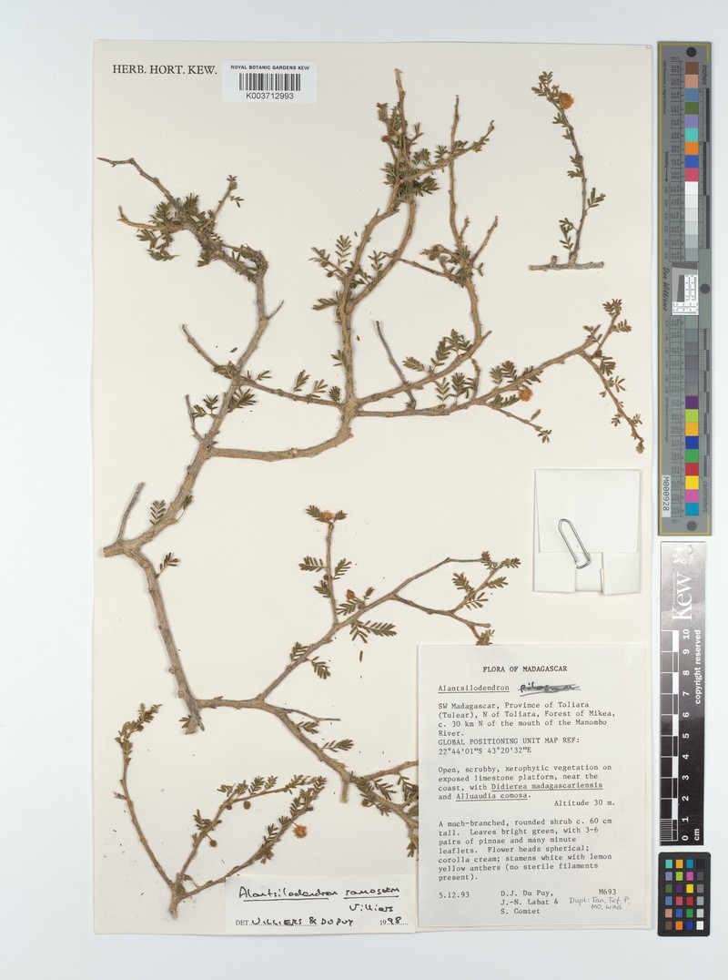 Alantsilodendron ramosum photo 2
