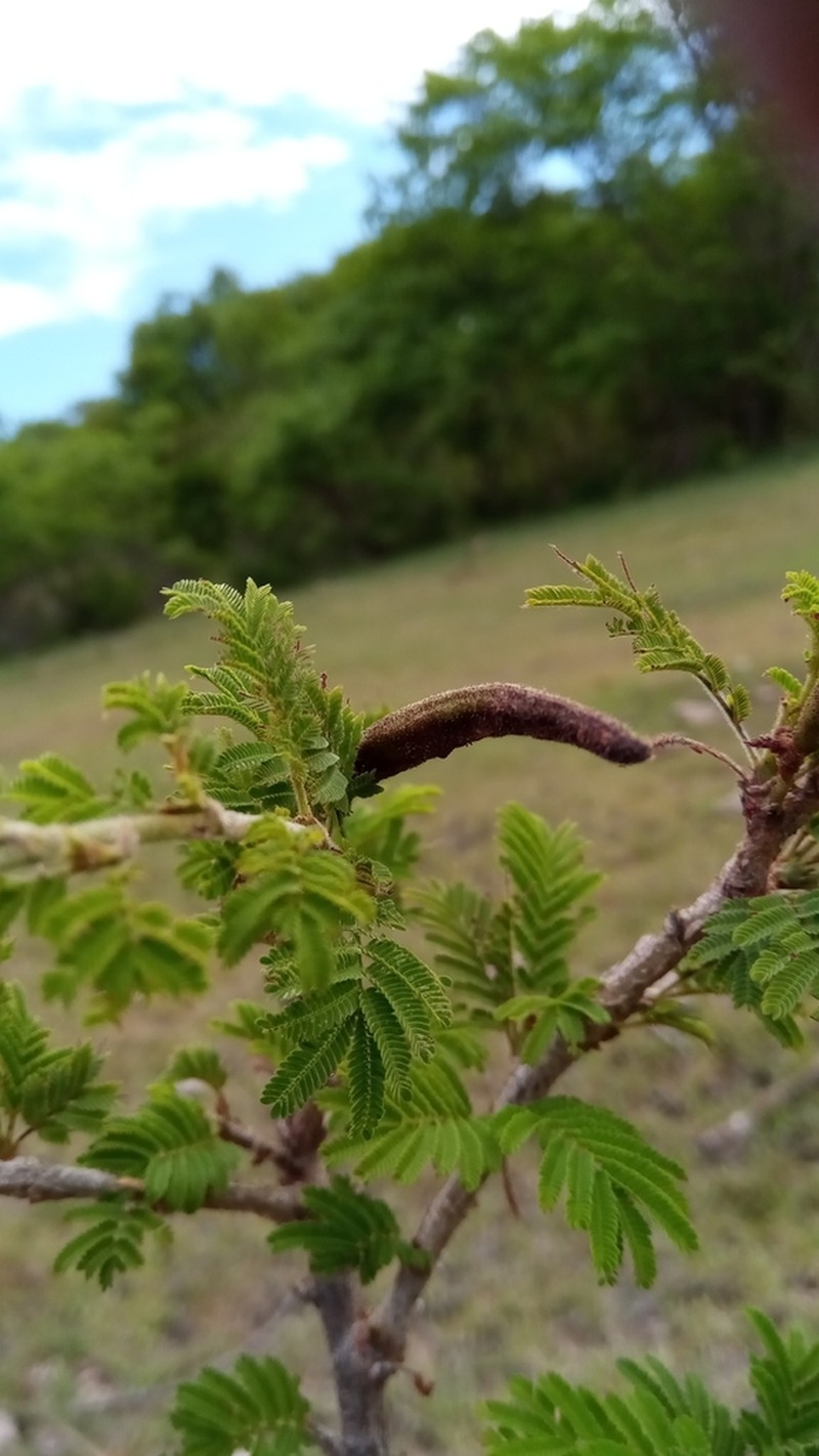 Alantsilodendron villosum