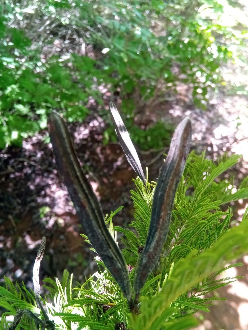 Alantsilodendron villosum photo 3