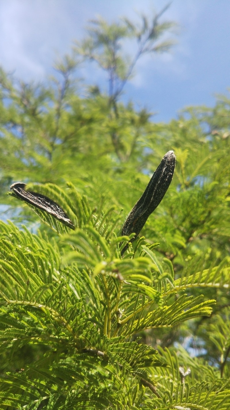 Alantsilodendron villosum photo 4