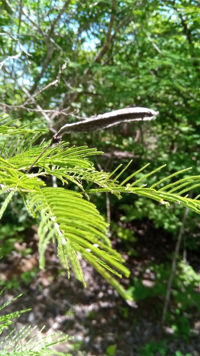 Alantsilodendron villosum photo 5
