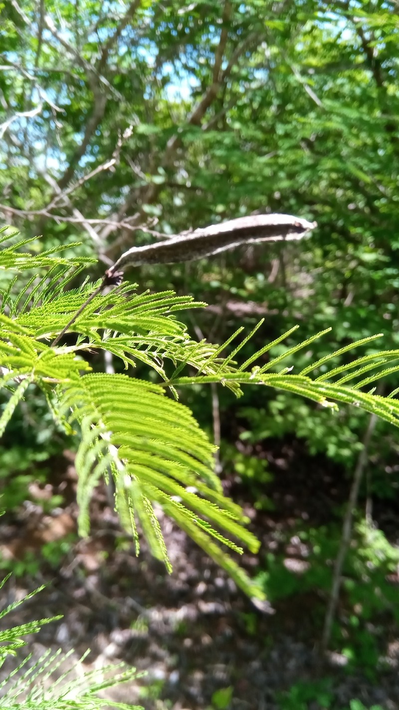 Alantsilodendron villosum photo 8