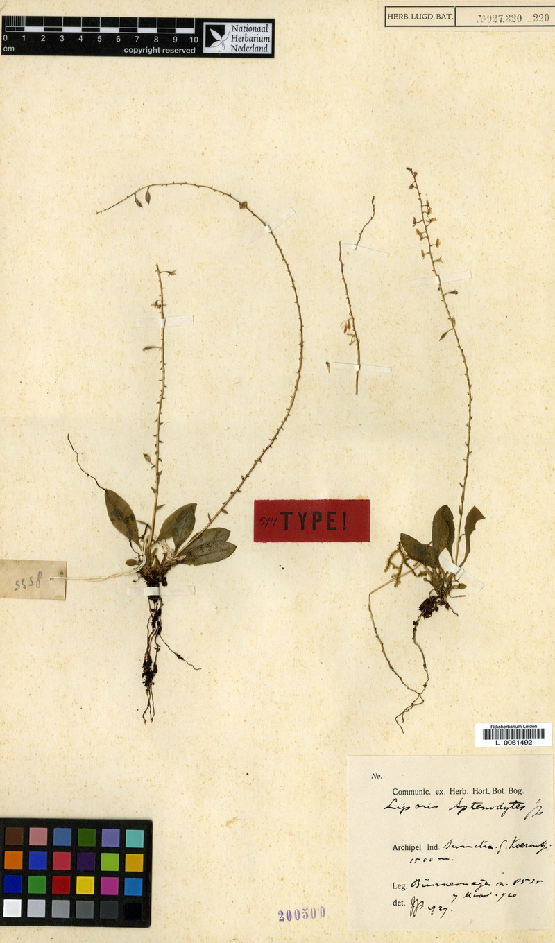 Alatiliparis aptenodytes