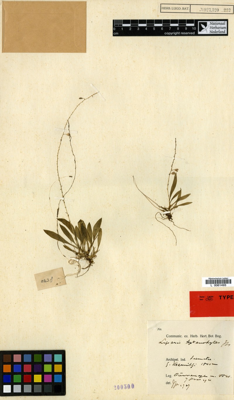 Alatiliparis aptenodytes photo 2