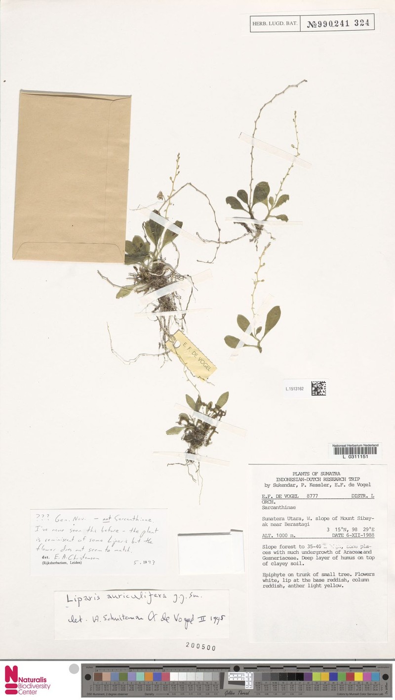 Alatiliparis auriculifera