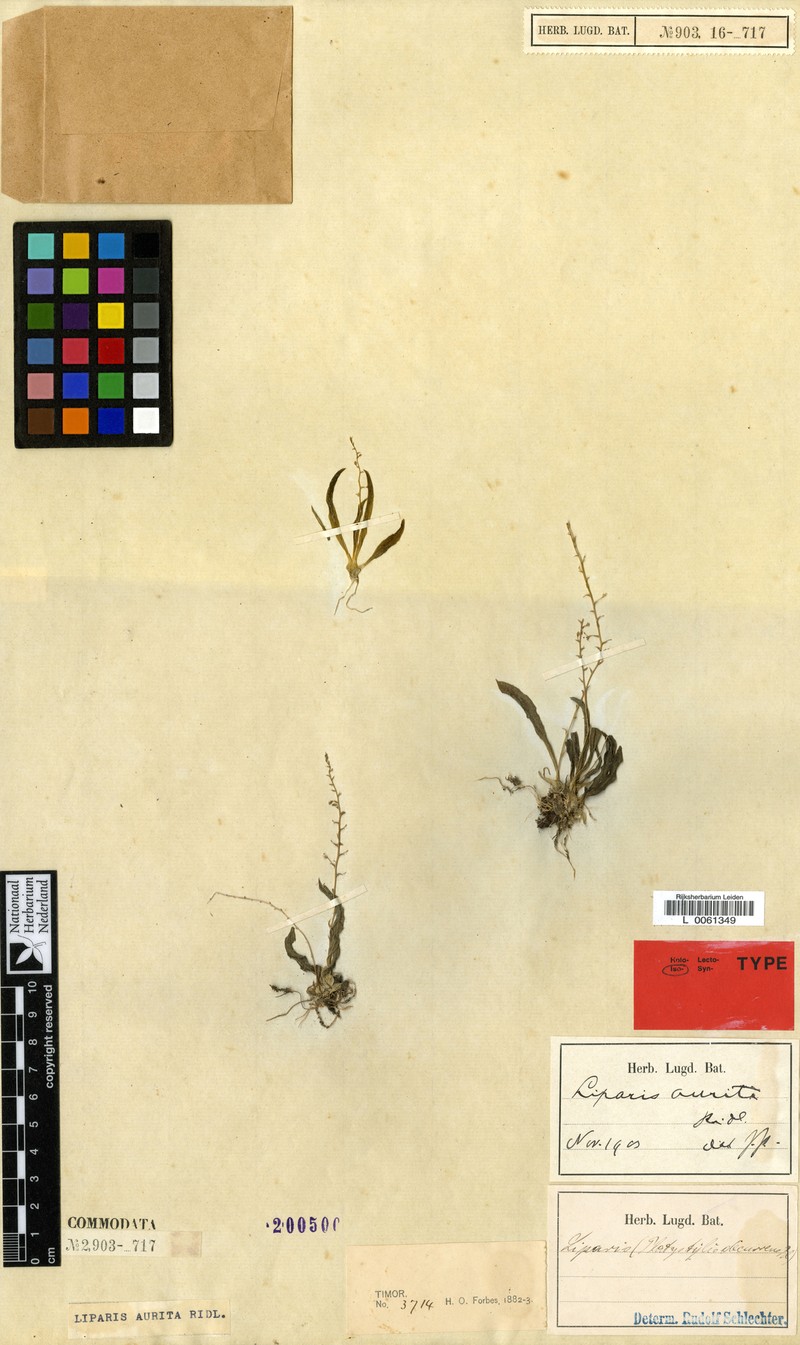 Alatiliparis aurita