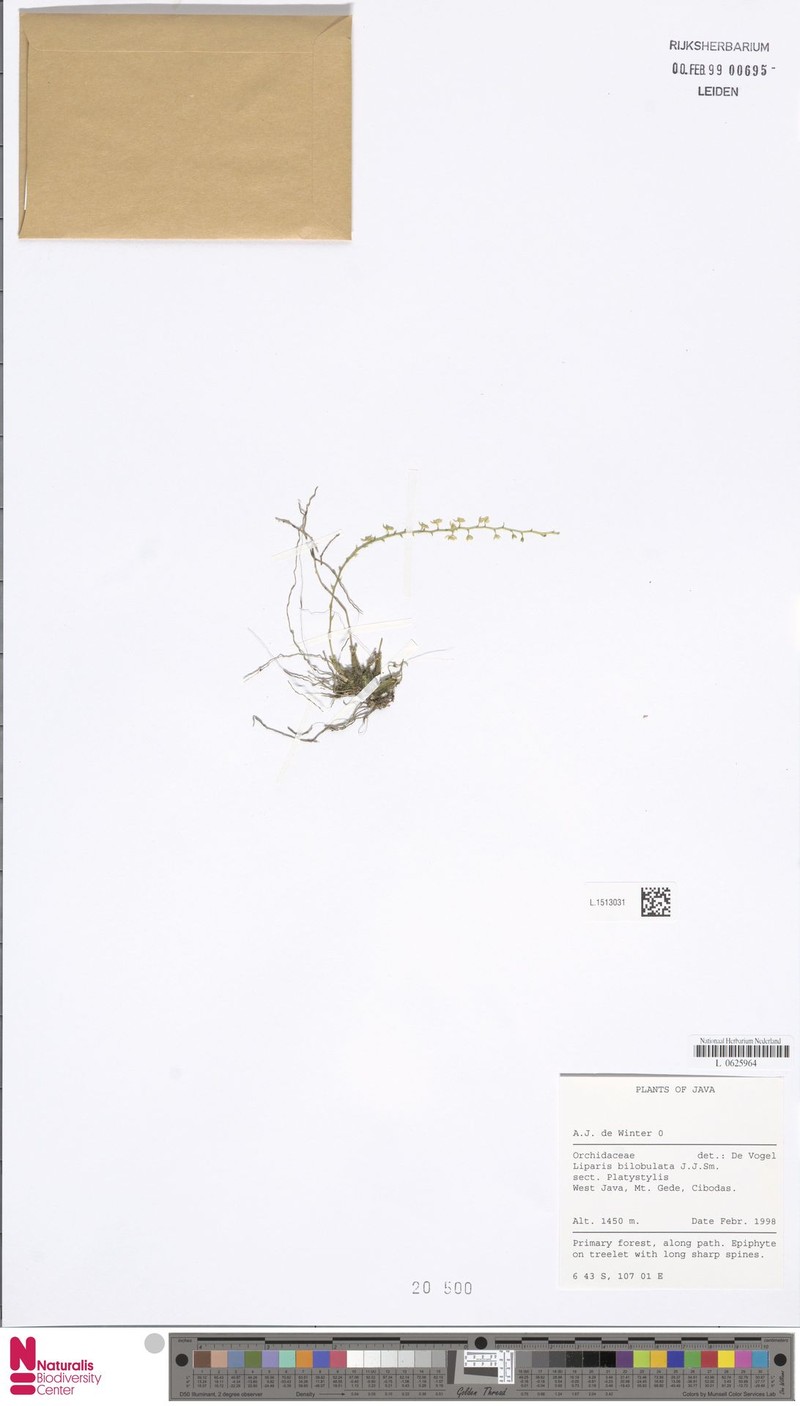 Alatiliparis bilobulata