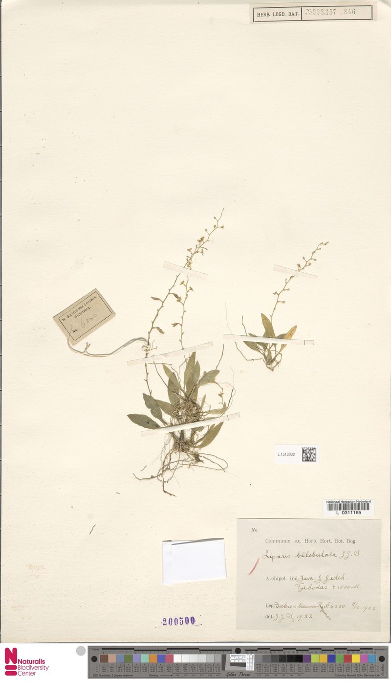 Alatiliparis bilobulata photo 2
