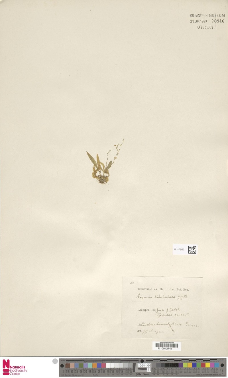 Alatiliparis bilobulata photo 3