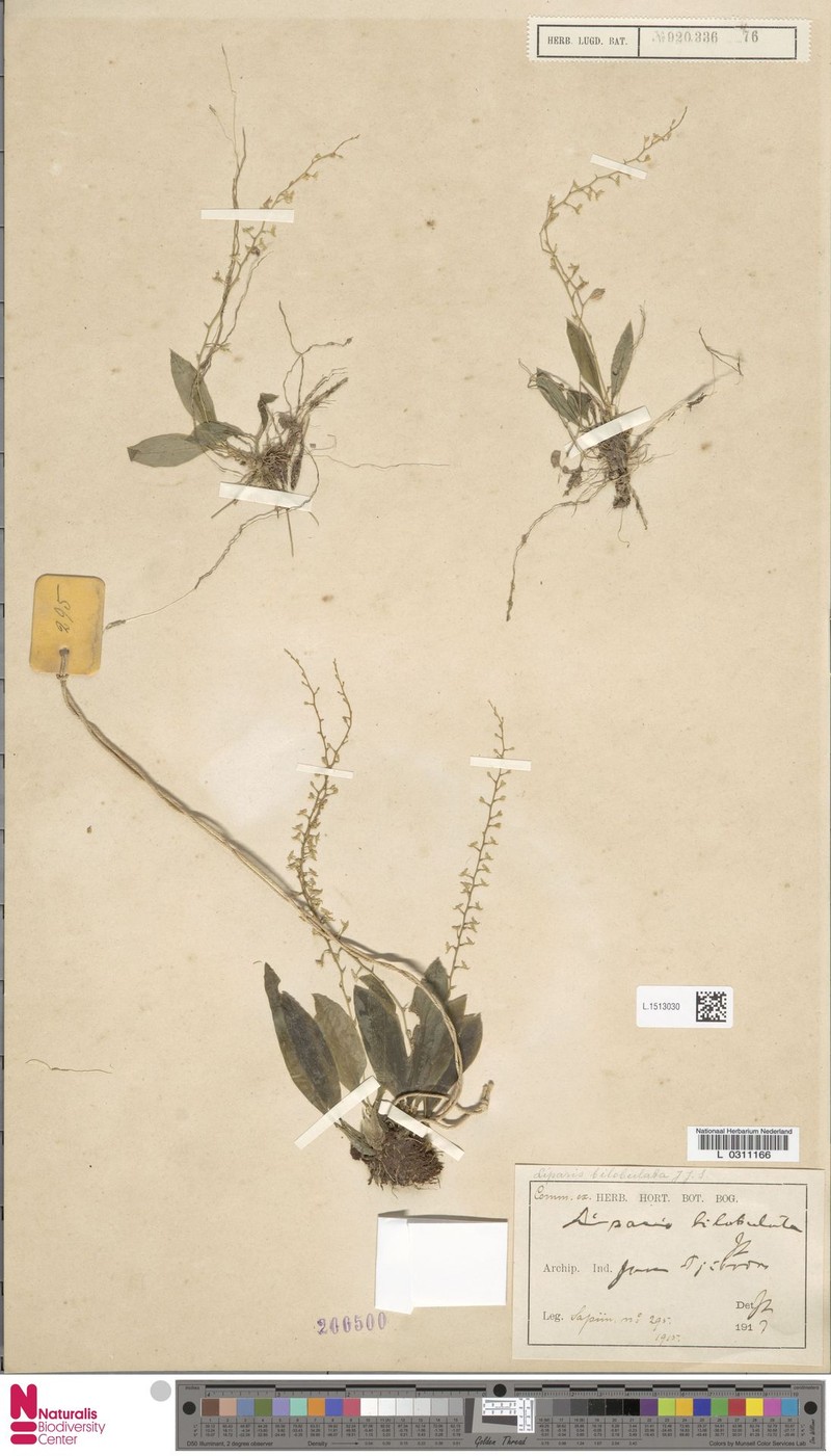 Alatiliparis bilobulata photo 4