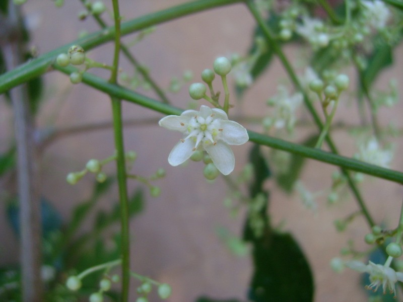 Alatococcus siqueirae