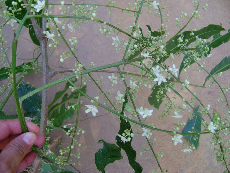Alatococcus siqueirae photo 2