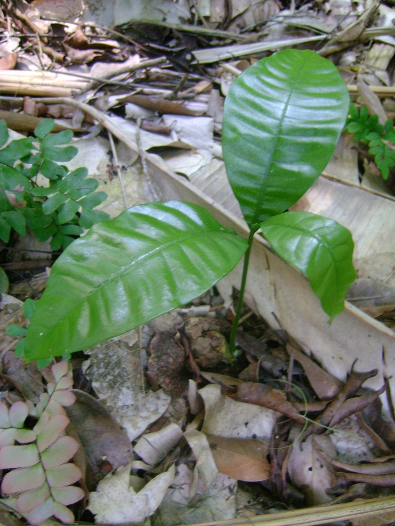 Alatococcus siqueirae photo 3