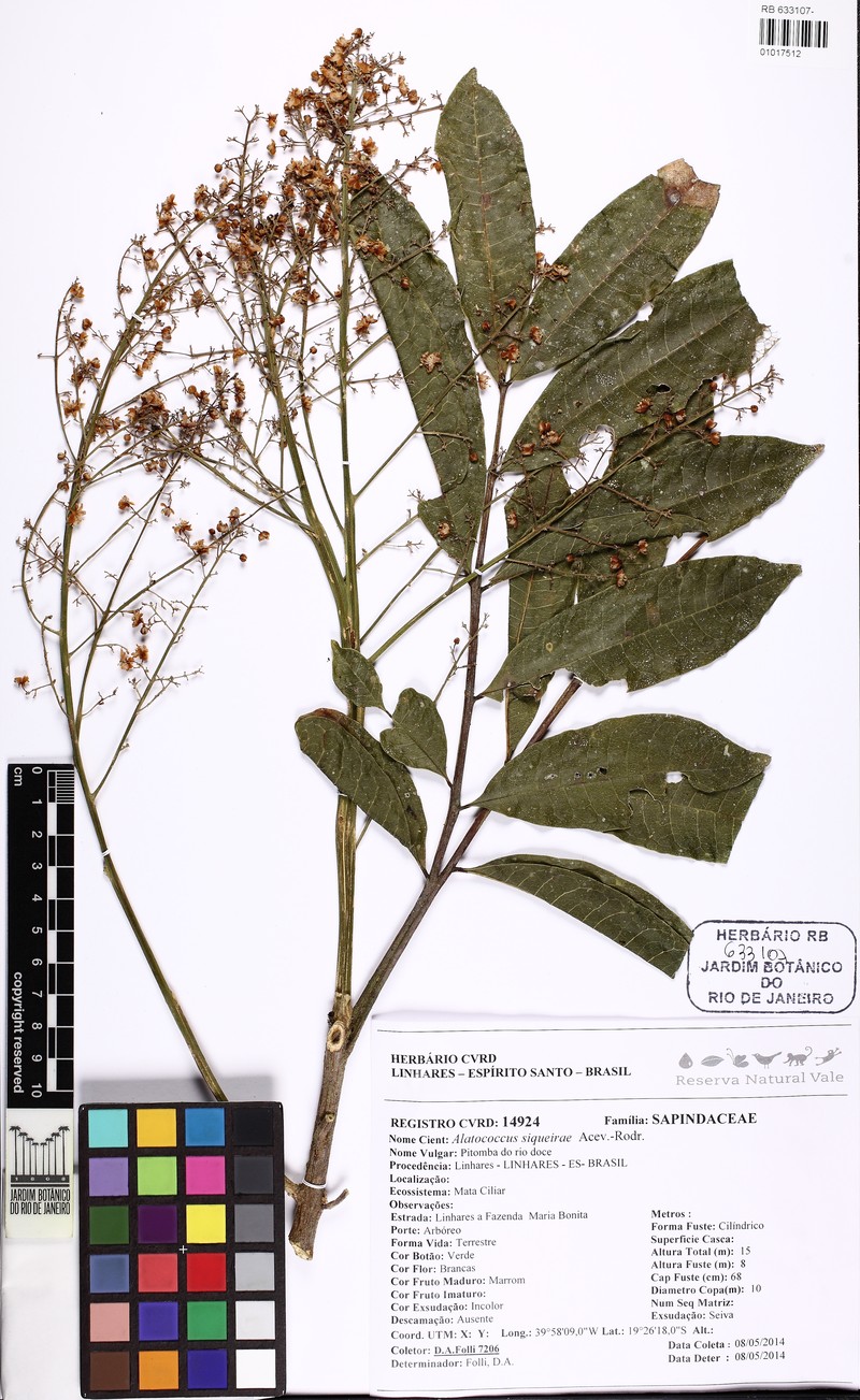 Alatococcus siqueirae photo 4