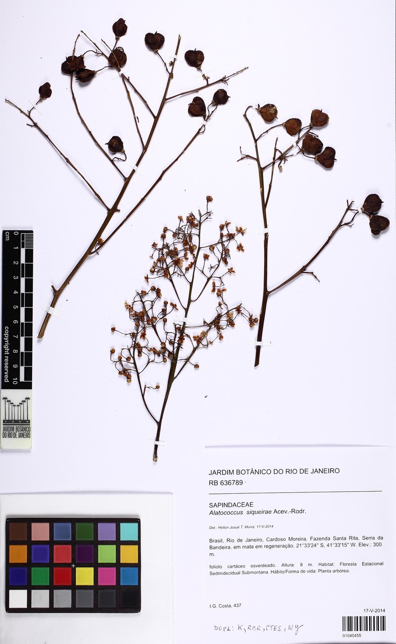Alatococcus siqueirae photo 5